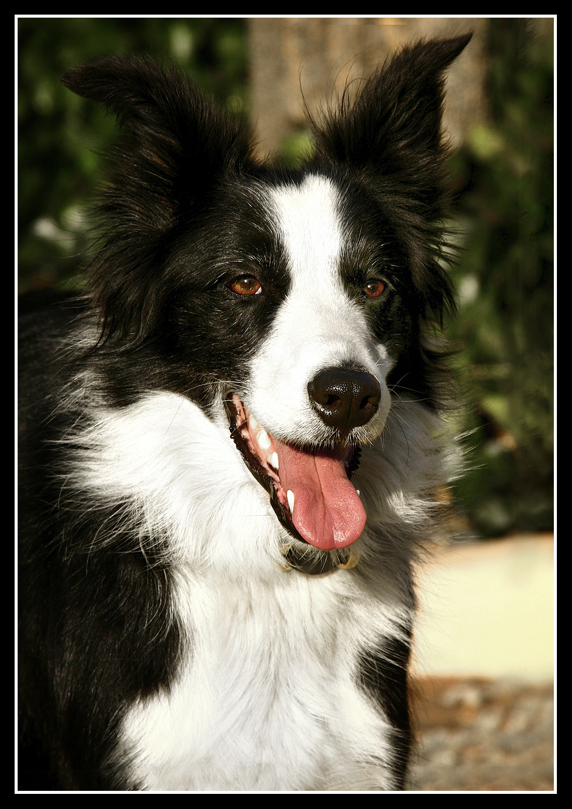 Maggie Border Collie 2005 South Africa