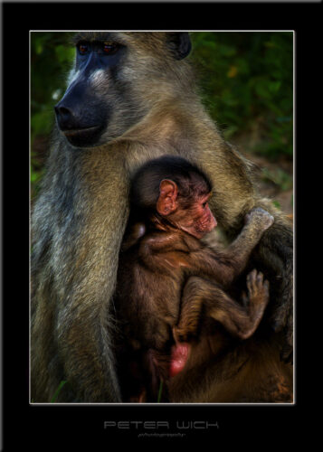 PeterWick Wildlife Photography Chobe national Park Botswana 2013